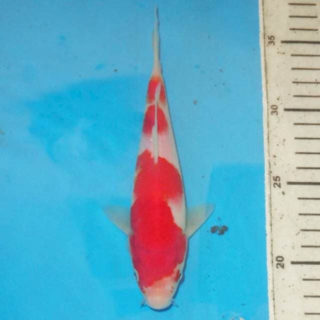 KOHAKU SANDAN