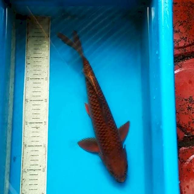 Cagoi tembaga 35cm