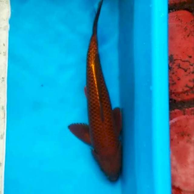 Cagoi tembaga 35cm