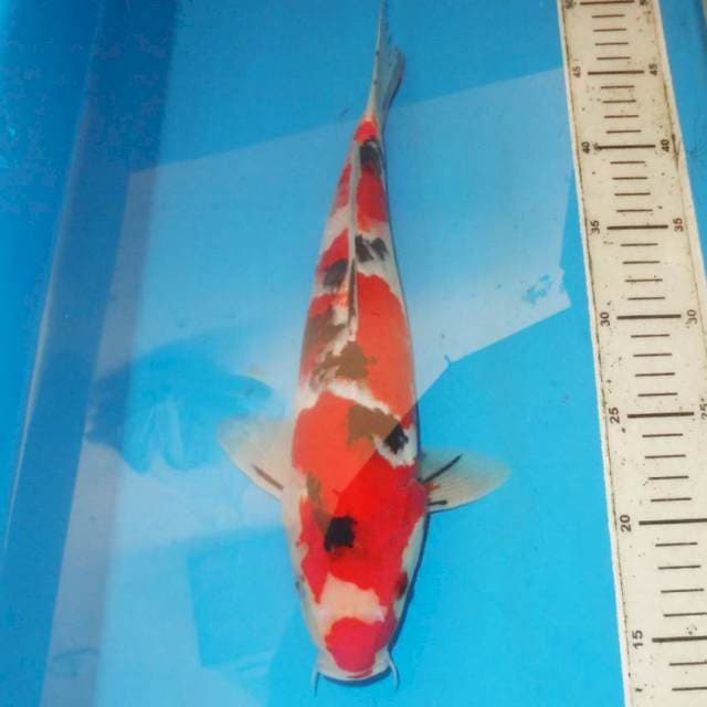 33cm SANKE ABSTRAK
