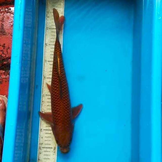 Cagoi Tembaga 39cm