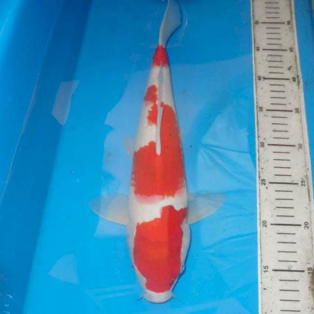 38cm APIK