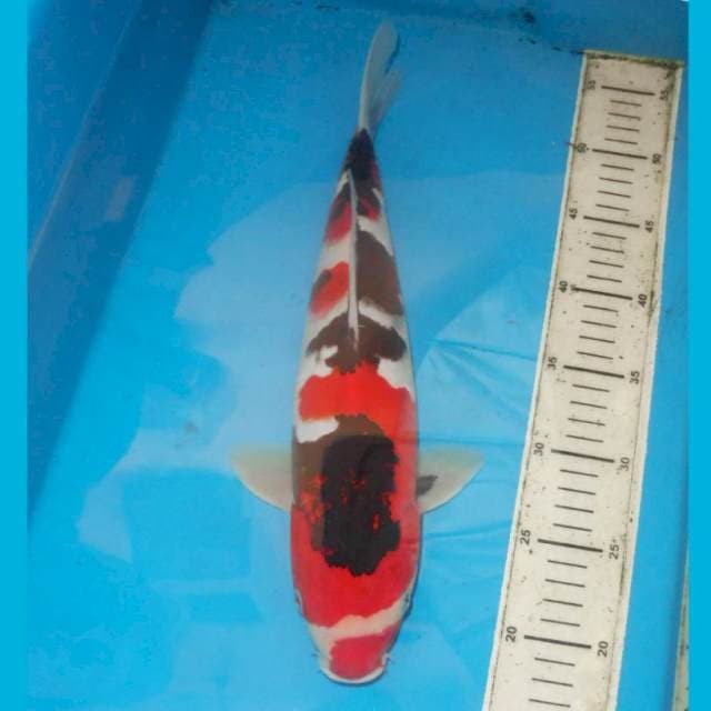37cm KINDAI SHOWA