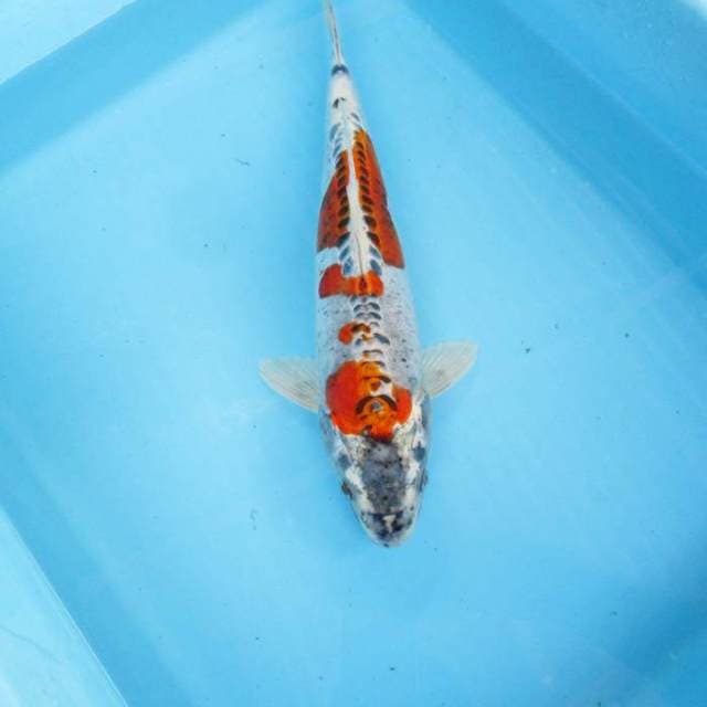 Beeni kiko ±30cm