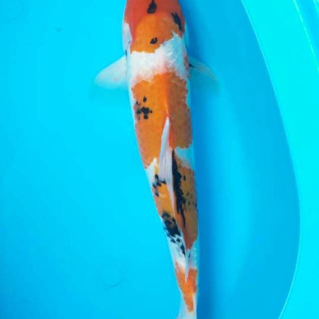 40 cm showa