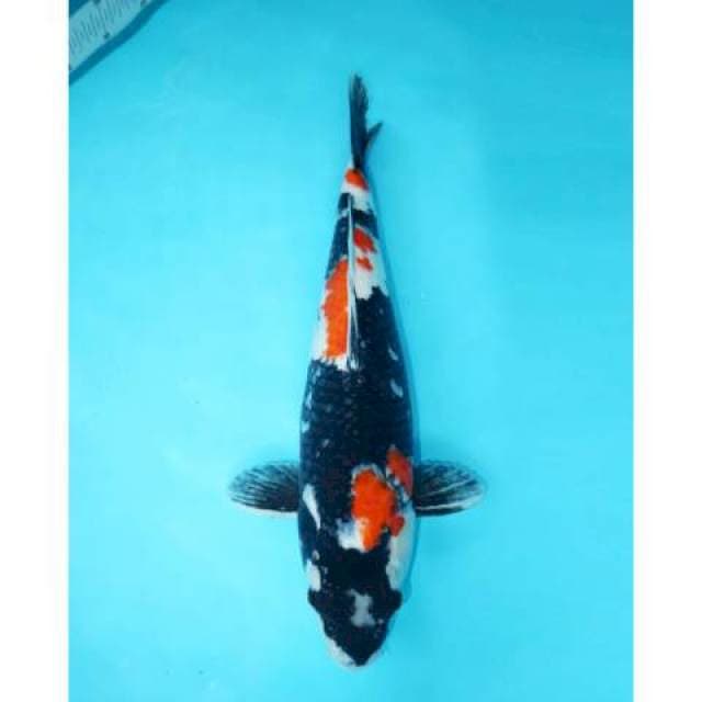 SHOWA SANSHOKU BLACK MARU 46 CM FEMALE