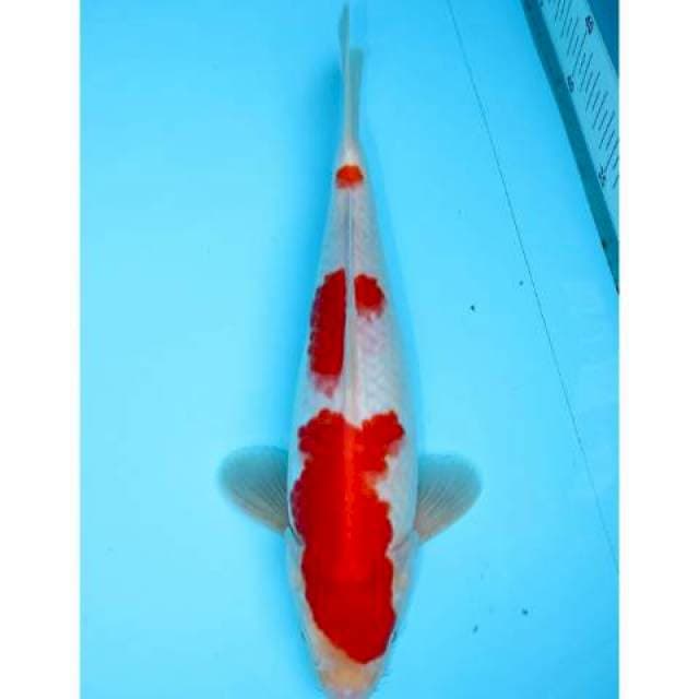 NIDAN KOHAKU 26 CM FEMALE