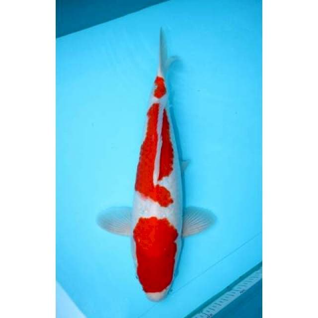 KOHAKU SANDAN 41 CM FEMALE