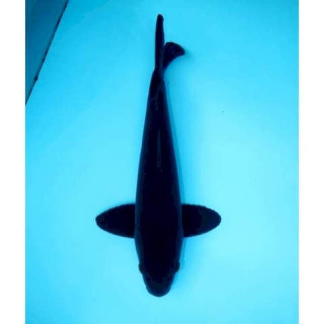 HAJIRO 37 CM MALE