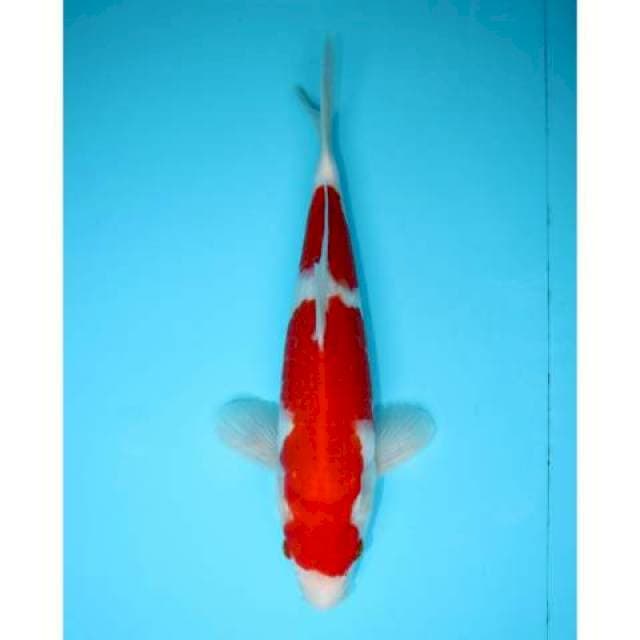 NIDAN KOHAKU 30 CM MALE