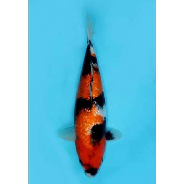 GINRIN SHOWA SANSHOKU KUCISUMI 37 CM FEMALE
