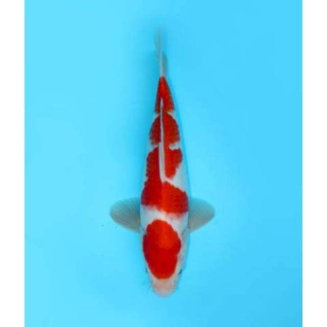KOHAKU 28 CM MALE