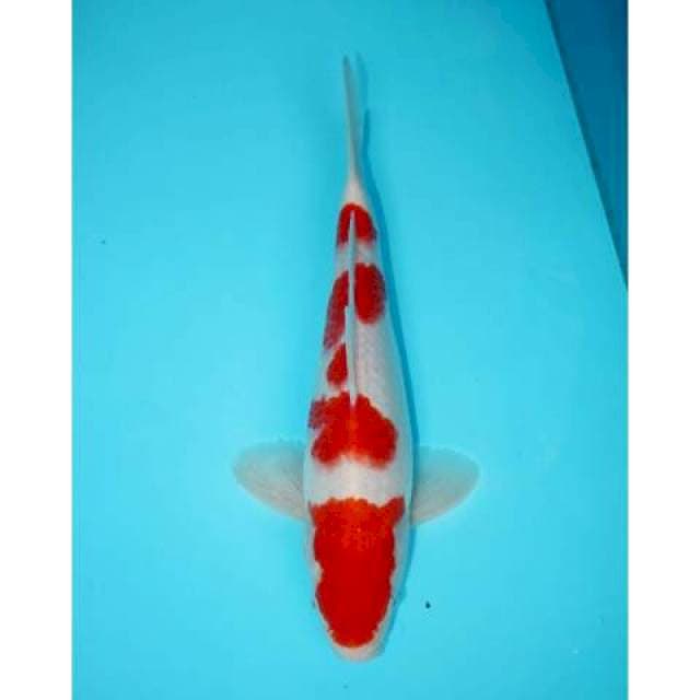 GODAN KOHAKU 29 CM MALE