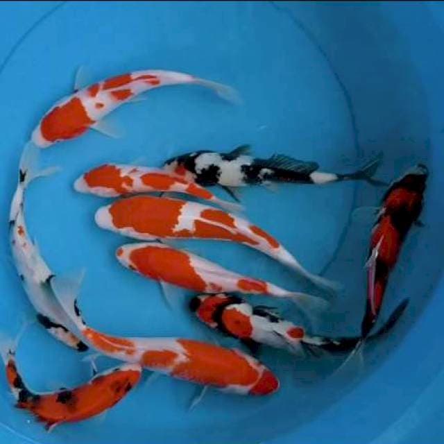 Mix 10 ekor