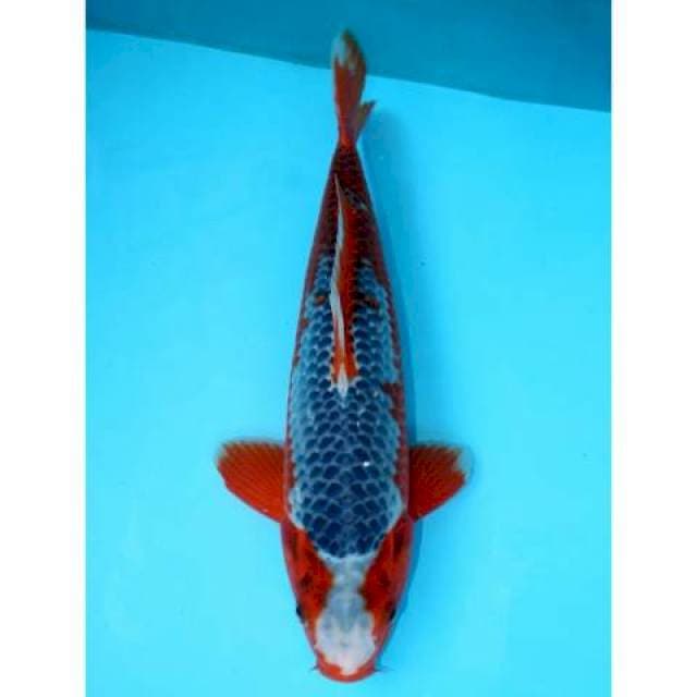 HI ASAGI 35 CM MALE