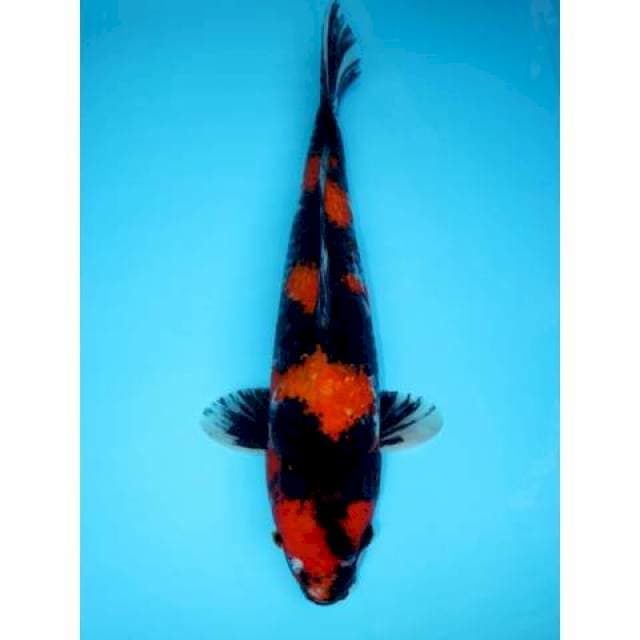 SHOWA GINRIN JETBLACK 47 CM FEMALE