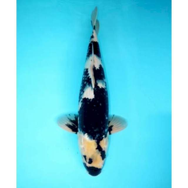 SHIRO KUCISUMI 41 CM MALE