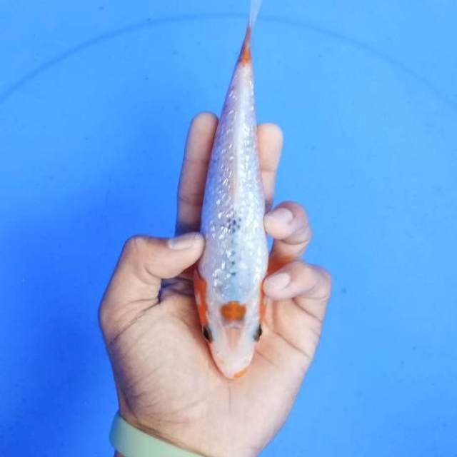 Ginrin20cm