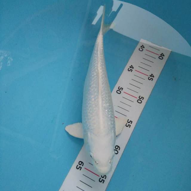 Platinum ginrin 30cm