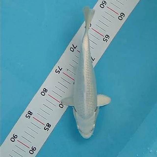 Platinum 25cm