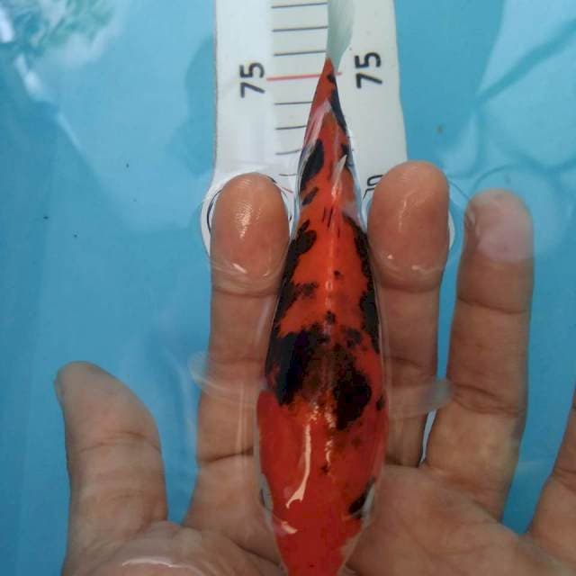 Benikumon 15cm