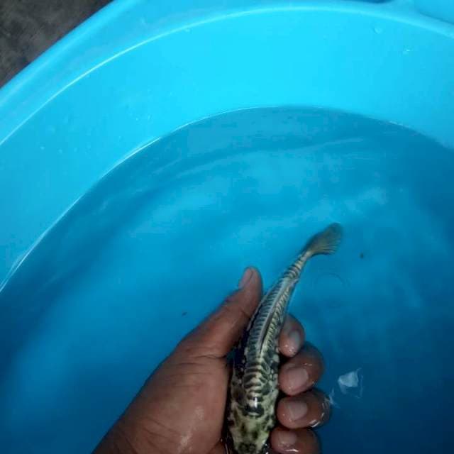 HeSINIKI