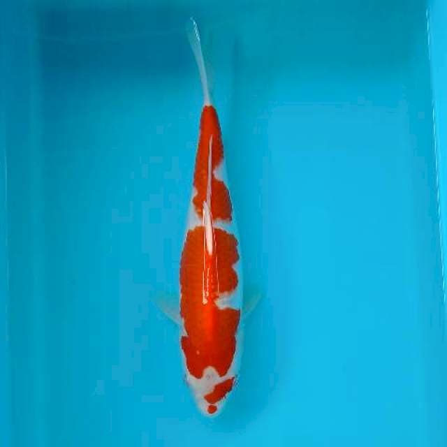 KOHAKU 30 CM