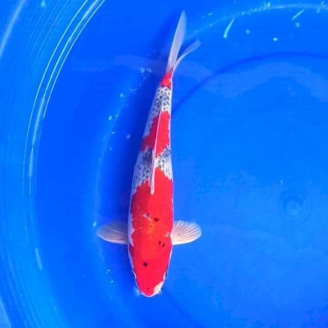 GOSHIKI JANTAN QUALITY # 36CM