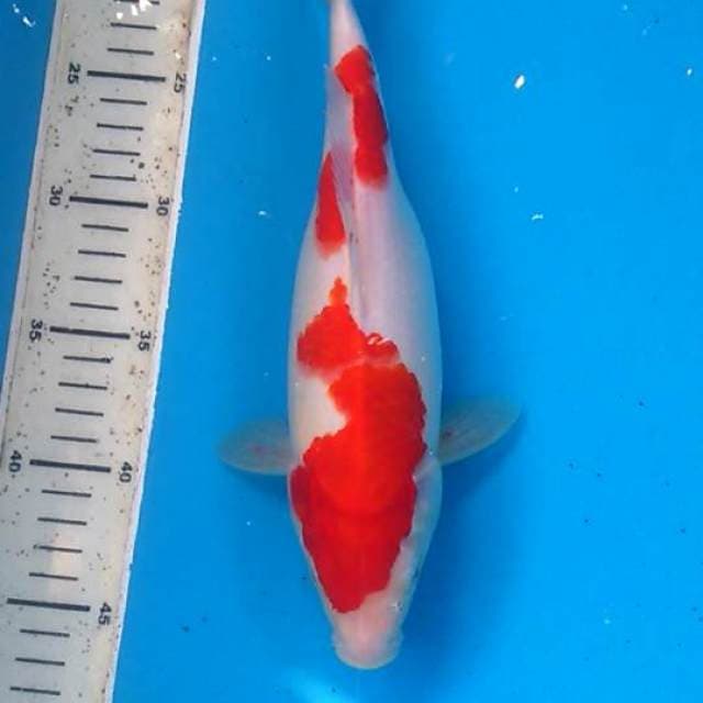 Kohaku original, Female