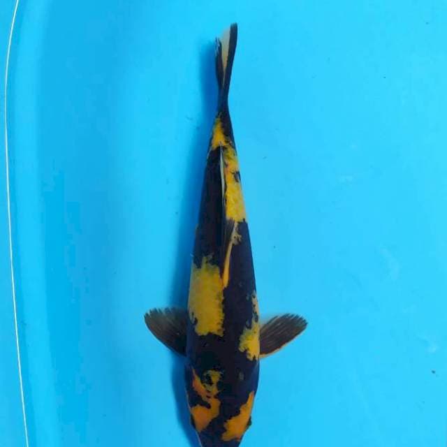 Ki utsuri kuning antik 30cm