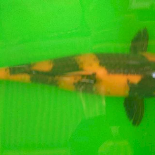 31 cm utsuri