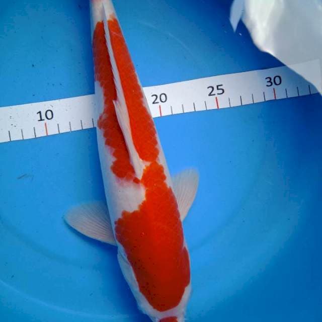 Kucibeni original 34 male..