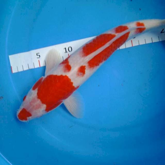 Kohaku male 29 cm