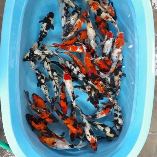 Mix showa, shiro ,utsuri Ginrin 50 ekor