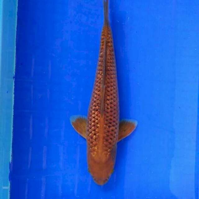 Chagoi Tembaga Ginrin 36cm