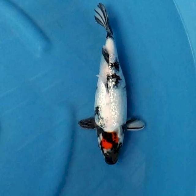 Tancho Showa Ginrind Bulky 30cm