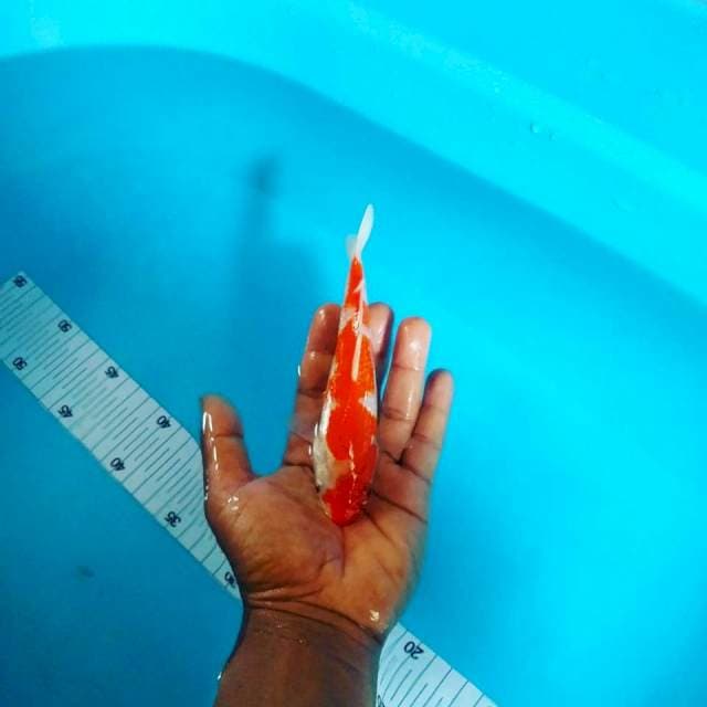 Kohaku gindrin sQ 18 cm
