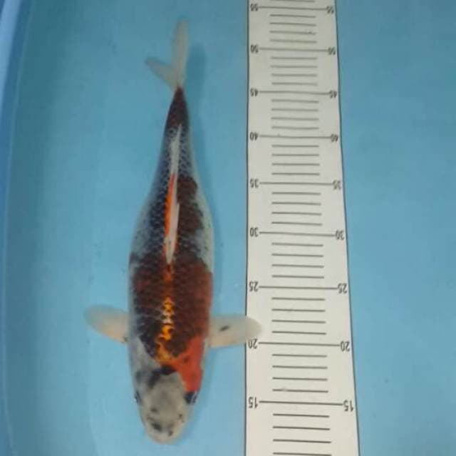 ghosiki 38 cm