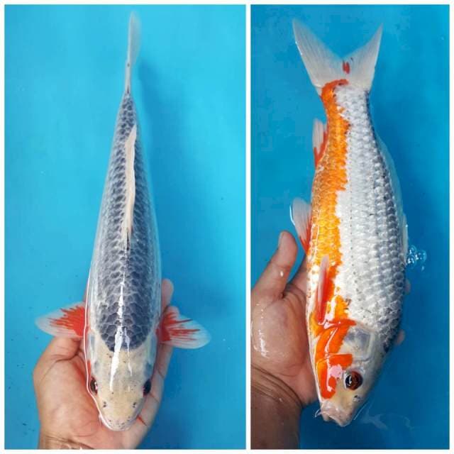 ASAGI BERPUNUK BULKI 38CM