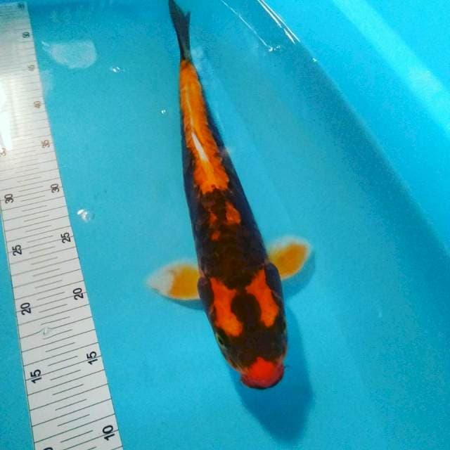 Kabuto male 38cm