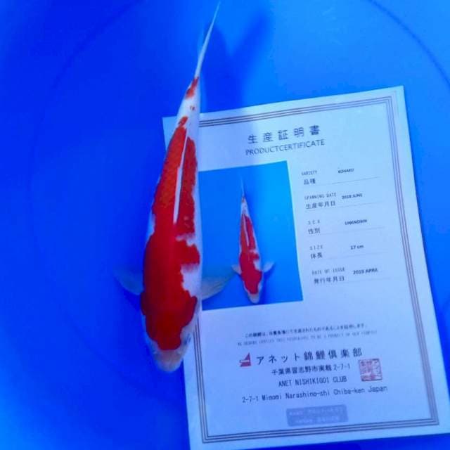 Kohaku import anetto farm