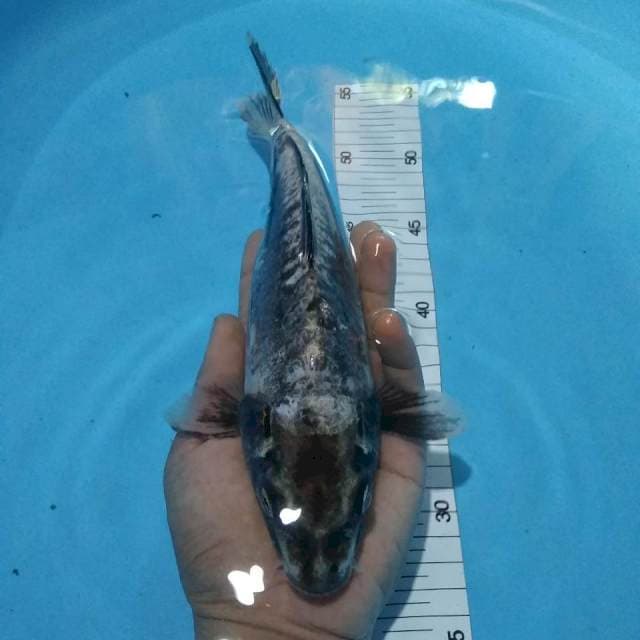 Yotsujiro27cm