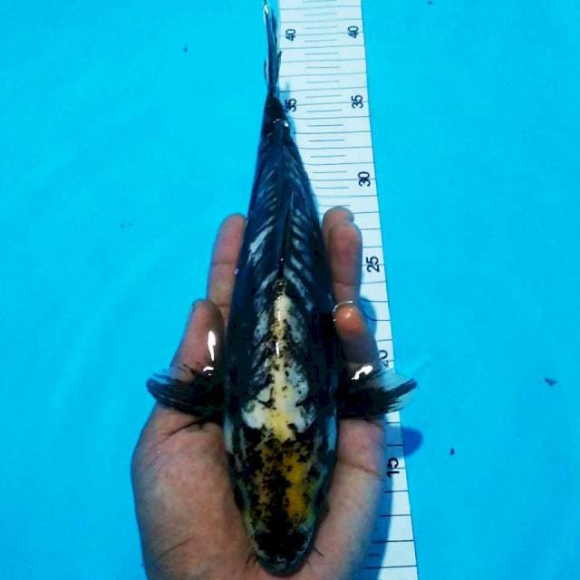 Yotsujiro joss28cm