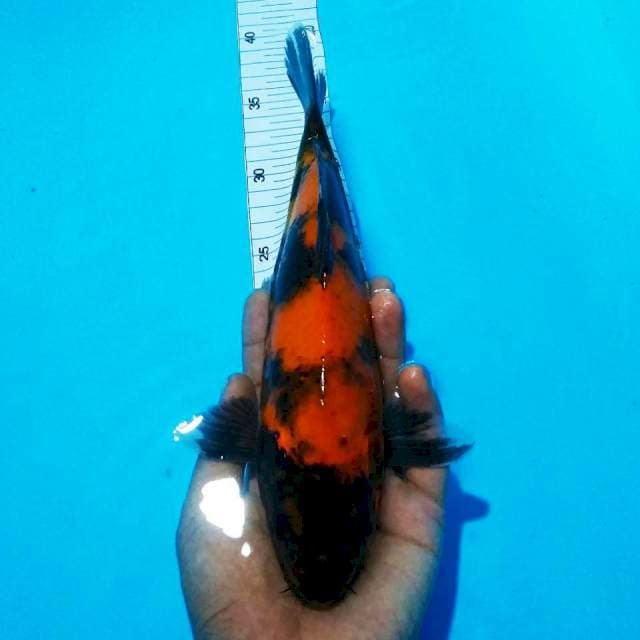 Hi showa28cm