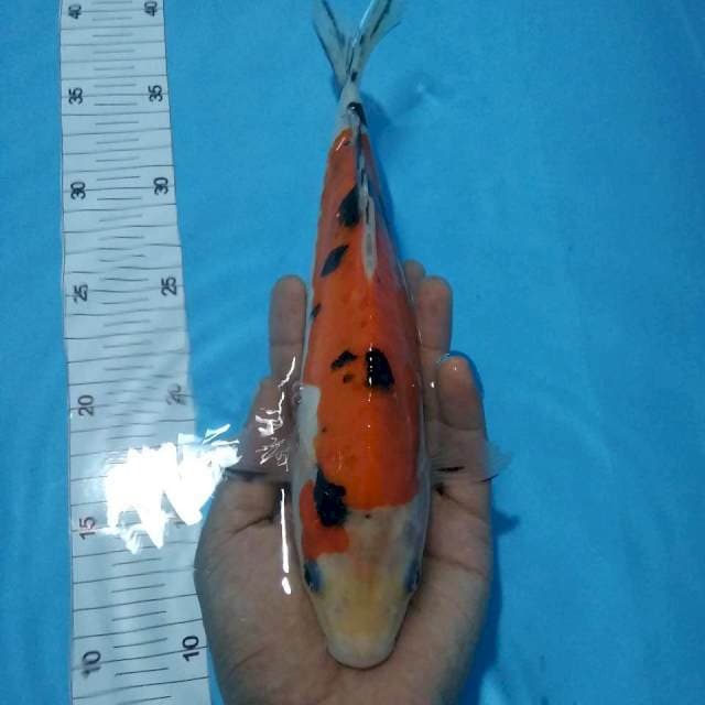 Sanke doitsu28cm