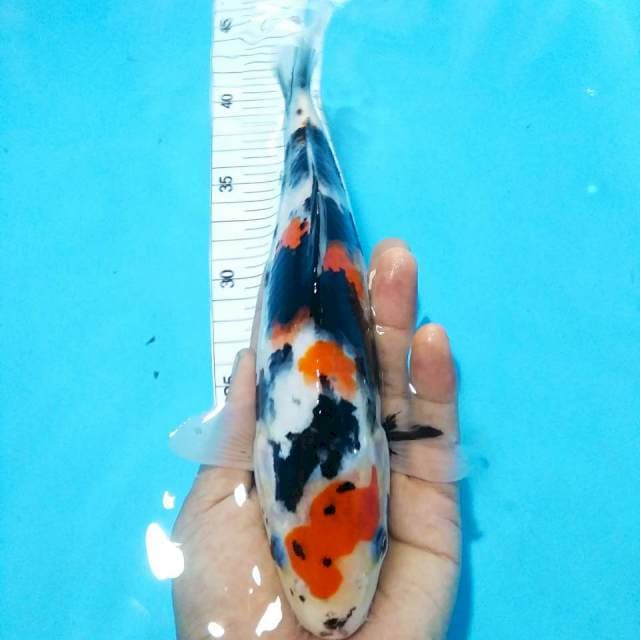 Showa strong27cm