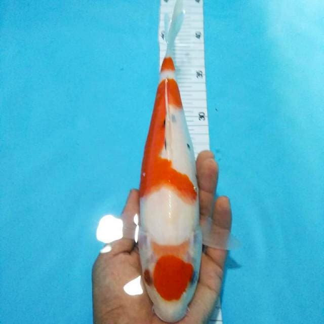 Maruten27cm