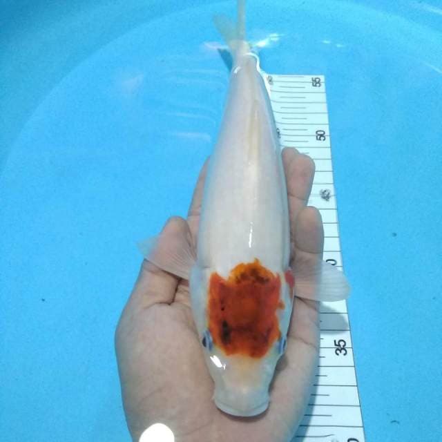 Original tancho goromo28cm