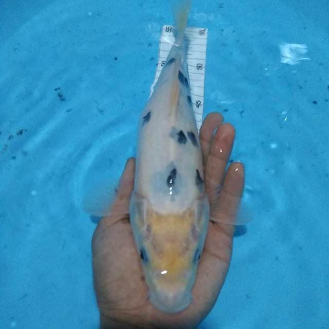 Bekko30cm