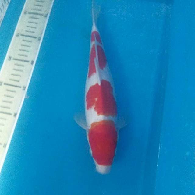 Sandan Kohaku, 32 cm